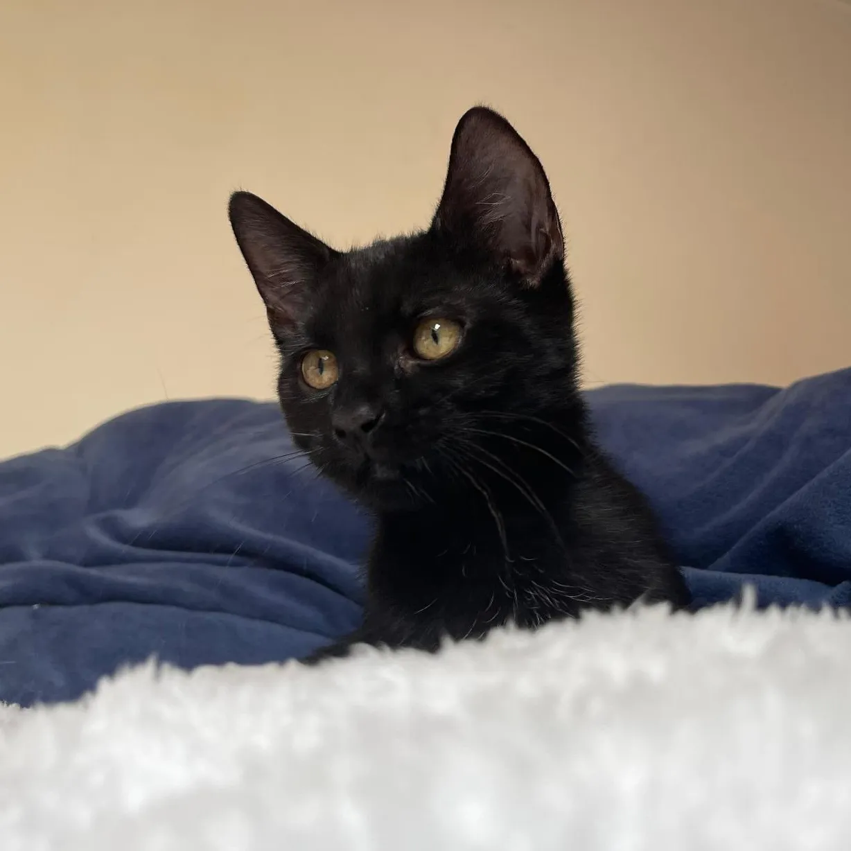 Devenir Famille d&rsquo;Accueil