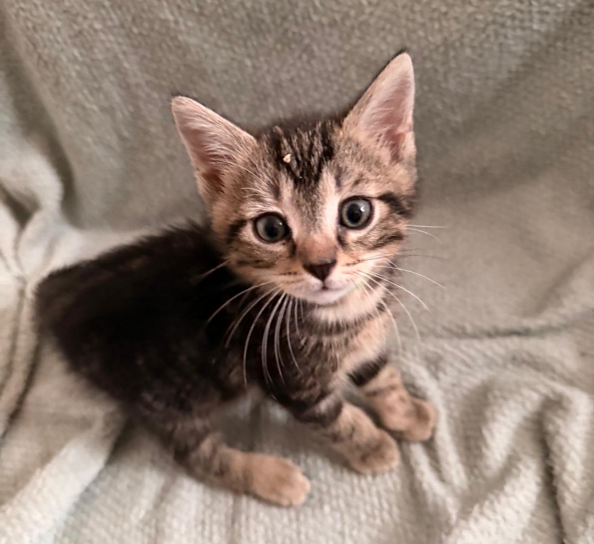 URGENT : Plusieurs chats adultes et chatons à adopter